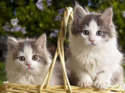 小猫太胖把称都压坏了